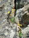 Alpine Arnica